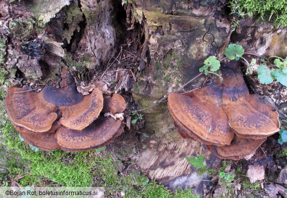 Ischnoderma resinosum