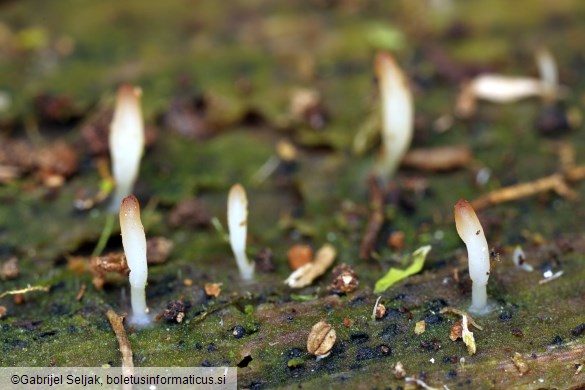 Multiclavula mucida