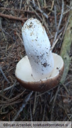 Russula mustelina