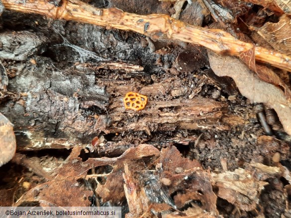 Hemitrichia serpula