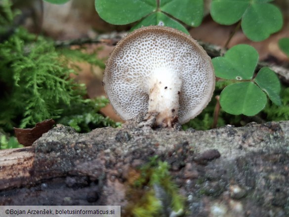 Polyporus tuberaster
