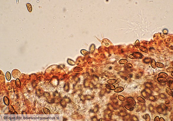 Conocybe dumetorum