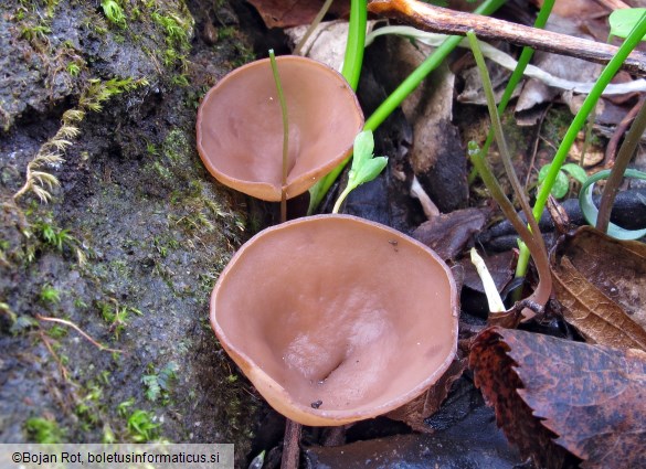 Dumontinia tuberosa