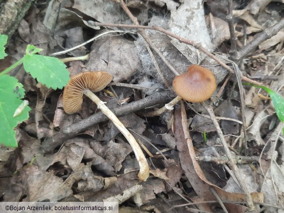 Conocybe aporos
