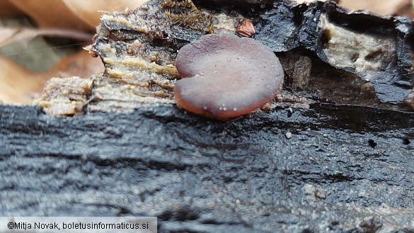 Pachyella aquatilis