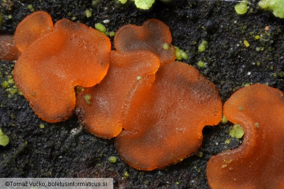 Orbilia aurantiorubra