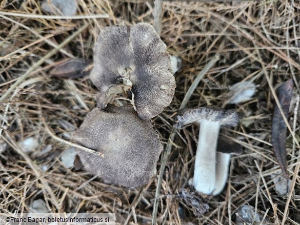 Tricholoma terreum