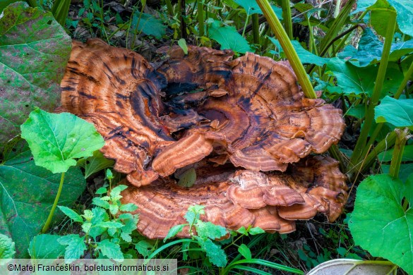 Meripilus giganteus