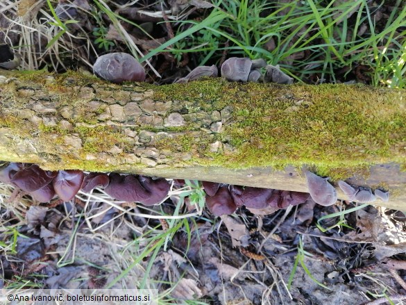 Auricularia auricula-judae