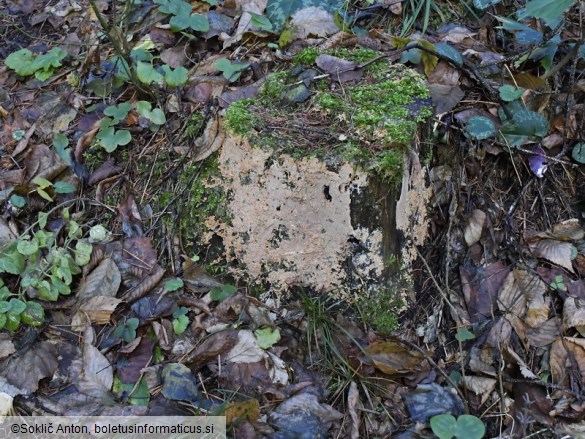 Gloiothele lactescens