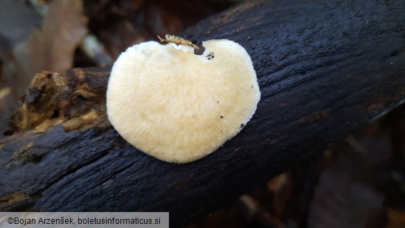 Neofavolus alveolaris