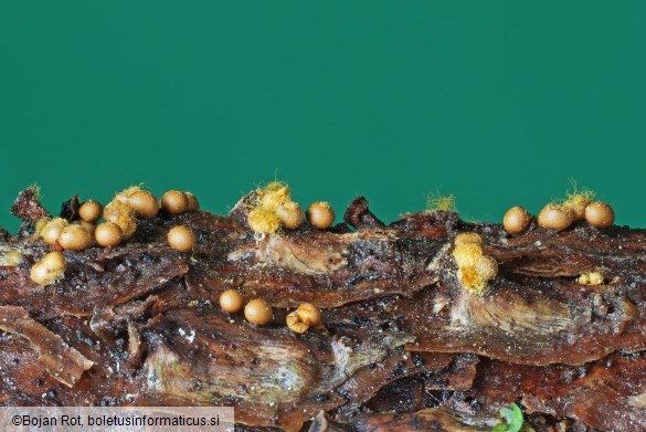 Trichia varia