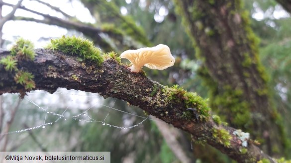 Neofavolus suavissimus