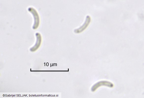 Eutypa maura
