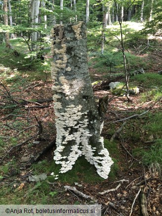 Trametes pubescens