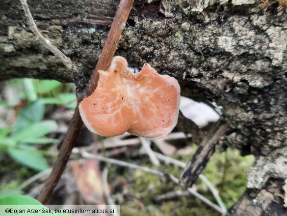 Neofavolus alveolaris