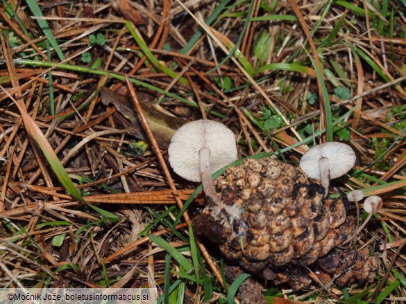 Baeospora myosura