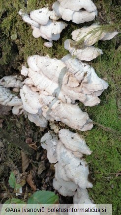 Trichaptum biforme