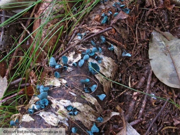 Chlorociboria aeruginascens