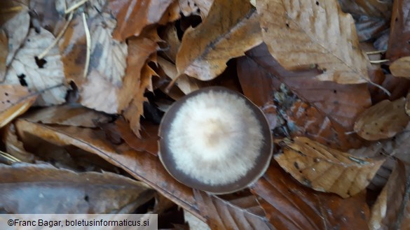 Rhodocollybia butyracea f. asema
