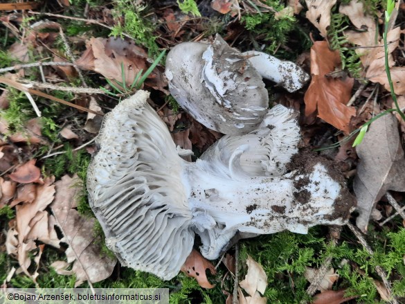 Hygrophorus marzuolus