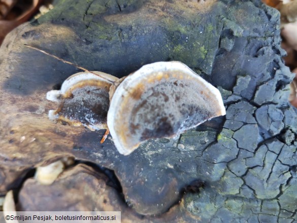 Bjerkandera adusta