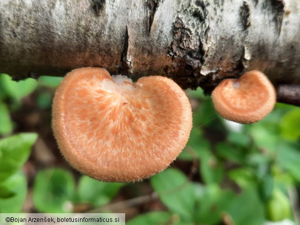 Neofavolus alveolaris
