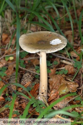 Amanita submembranacea
