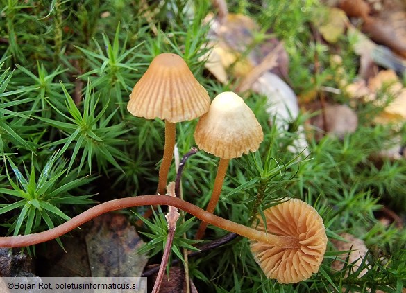 Galerina atkinsoniana