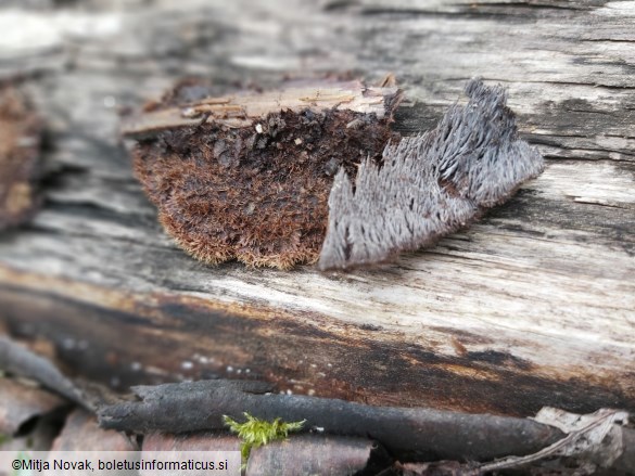 Gloiodon strigosus