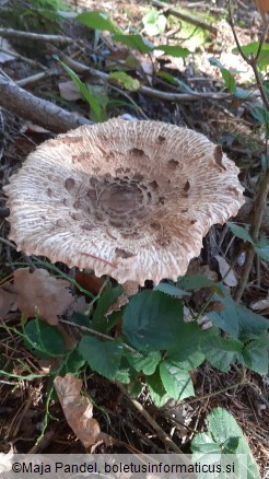 Macrolepiota procera