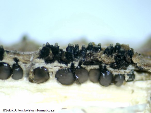 Diaporthe oncostoma