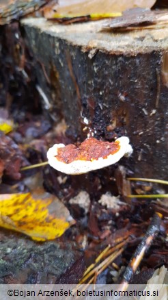 Heterobasidion annosum