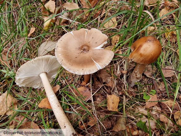 Amanita spadicea