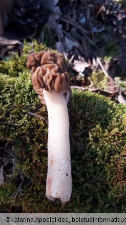 Verpa bohemica