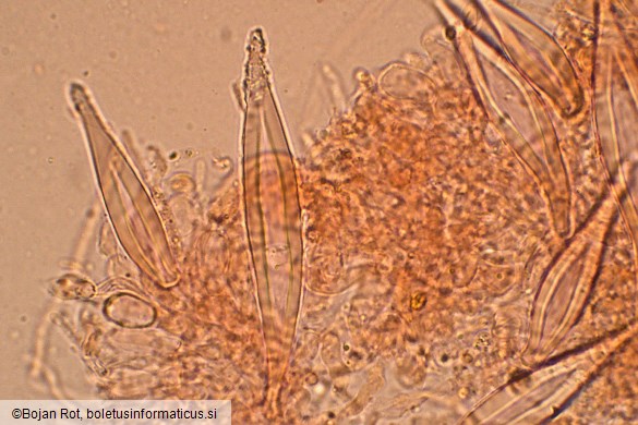 Hohenbuehelia petaloides