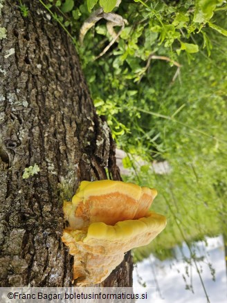 Laetiporus sulphureus