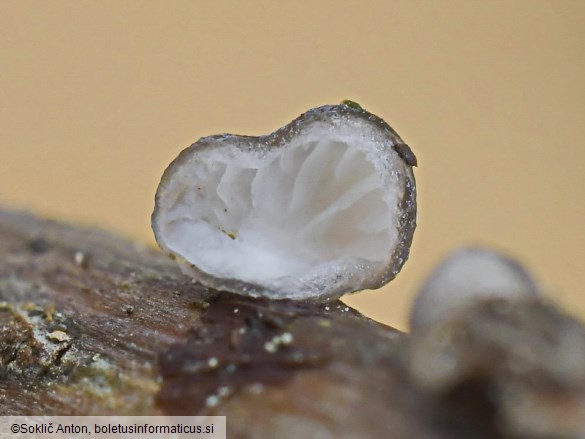 Hohenbuehelia cyphelliformis