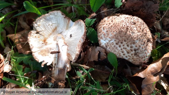 Echinoderma asperum