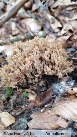Ramaria fennica