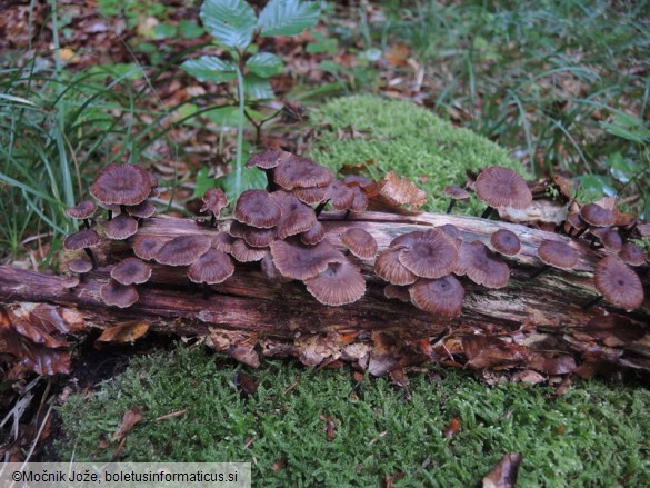 Gymnopus foetidus