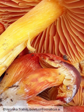 Hygrocybe punicea
