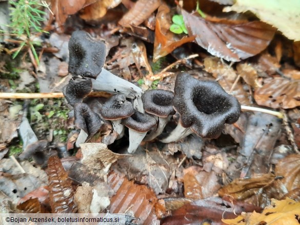 Craterellus cornucopioides
