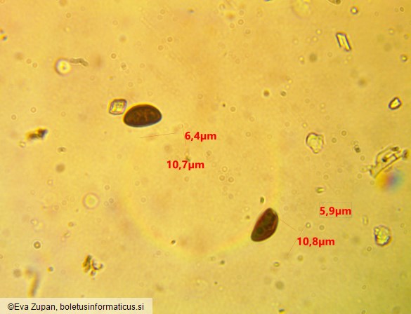 Hypoxylon cercidicola