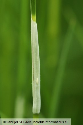 Epichloë typhina
