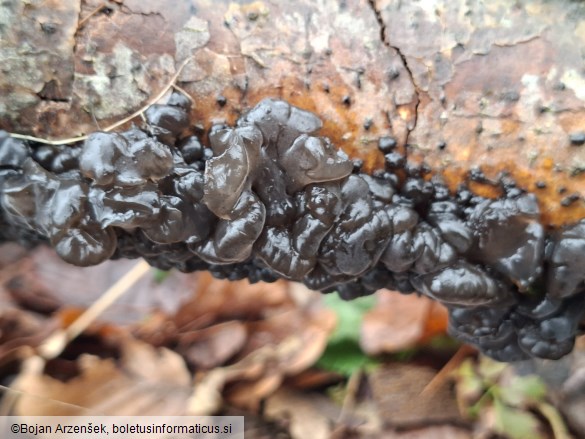 Exidia nigricans
