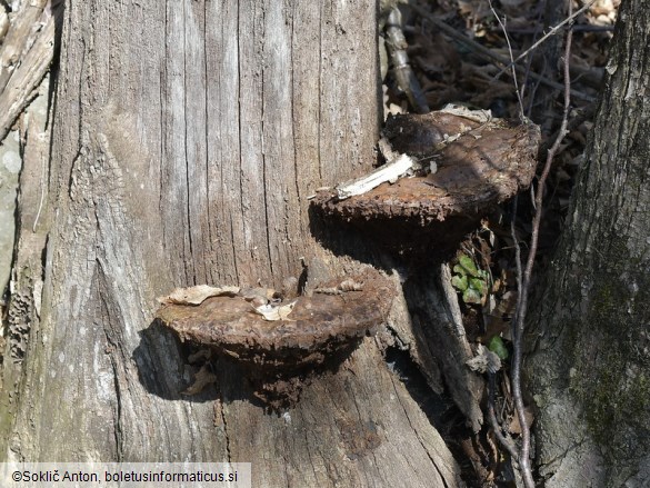 Pseudoinonotus dryadeus