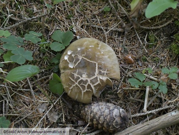 Porphyrellus porphyrosporus