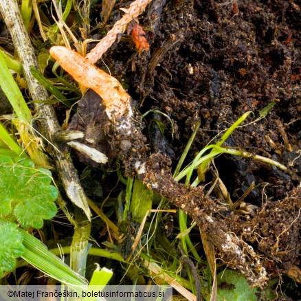Cordyceps militaris
