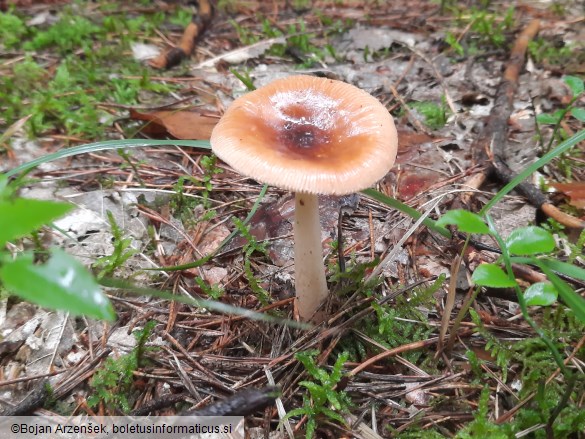 Amanita fulva